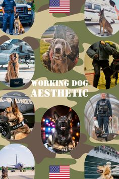 Need tough gear for your K9? Tactipup Extreme models come with a metal Cobra buckle that can withstand over 2,000 lbs of force and you won't have to worry about them breaking! Working Dog Breeds, Active Dogs, Dog Aesthetic, Dog Patch, Working Dog, Therapy Animals, Military Dogs