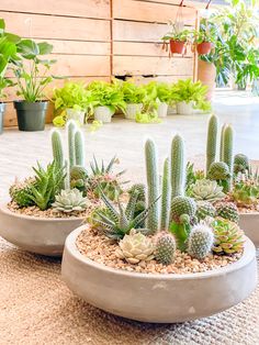 three cement planters filled with succulents on top of a floor next to potted plants