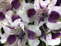 purple and white flowers are blooming together