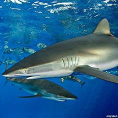 two gray sharks swimming in the ocean with blue water and small fish around their necks