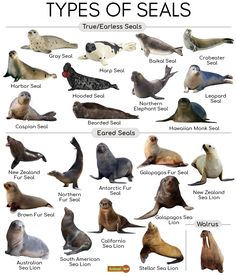 an image of sea lions and sealions with their names in english, spanish, and german