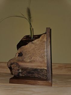 a plant is growing out of a piece of wood