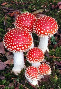 three red and white mushrooms in the grass