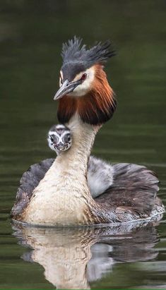 a bird with an orange and black head is swimming in the water