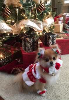 a small dog is dressed up for christmas