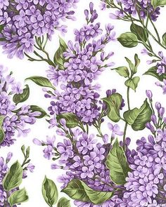 purple lilac flowers on white background with green leaves and stems in full bloom, watercolor