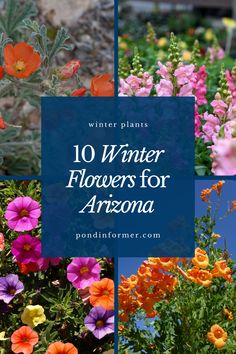 Article about the 10 Winter Flowers for Arizona, Top Plant Picks

Winter garden, Winter Flowers, Winter, Arizona, Winter plants