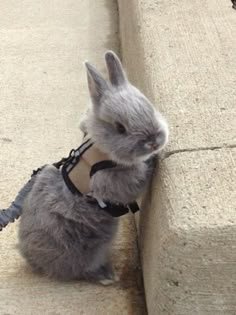 a small gray rabbit sitting on top of a cement bench next to a wall and wearing a harness