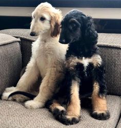 two black and brown dogs sitting next to each other on top of a gray couch