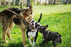 Chihuahua Rescue, Dog Body Language, Animal Behaviorist, Dog Meet, Popular Dog Breeds, Barn Ideas, Terrier Puppies, Aggressive Dog