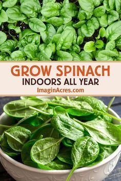 spinach plants in a bowl with text overlay that reads grow spinach indoors all year