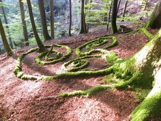 the trail is covered in moss and has many trees growing on it's sides