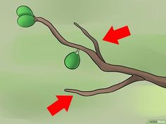 an olive tree branch with green leaves and two red arrows pointing to it