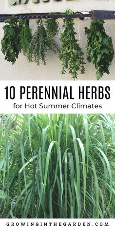 the top 10 perennial herbs for hot summer climates and how to use them in your garden