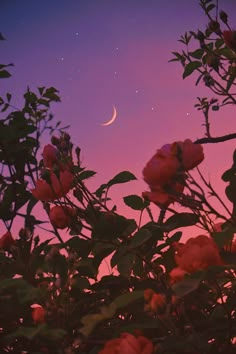 the moon is setting over some pink flowers and leaves in front of a purple sky