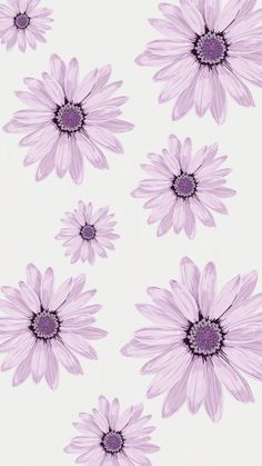 purple daisies are arranged on a white background