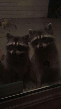 three raccoons are sitting in the window sill