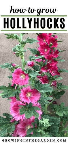 pink flowers with text overlay how to grow hollyhocks