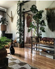 a cat sits on the floor in front of a living room with plants and other decorations