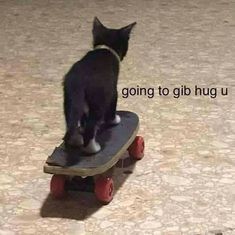 a black and white cat sitting on top of a skateboard