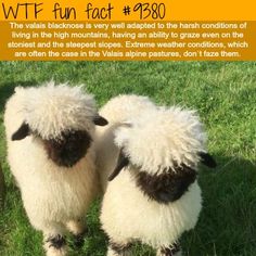 Swiss Sheep, Draw Sheep, Fun Animal Facts, Lion Facts, Facts About Animals, Fun Facts About Animals