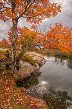 a pond surrounded by trees with leaves on the ground and rocks in the foreground