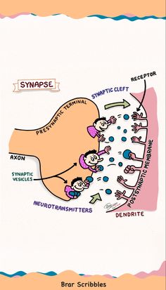 an image of the synse and its functions