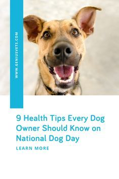 a dog with its mouth open and the title 9 health tips every dog owner should know