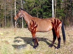 a brown horse standing on top of a grass covered field next to trees in the woods