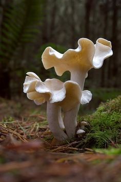 a group of mushrooms sitting on top of a forest floor next to green grass and trees