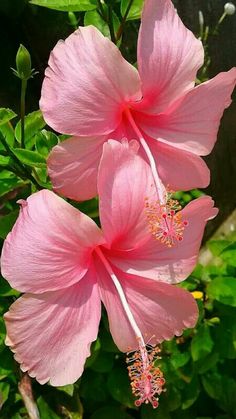 two pink flowers with green leaves in the background