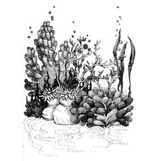 an ink drawing of seaweed and corals