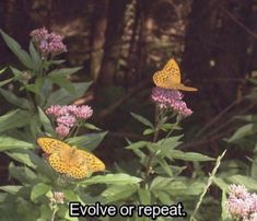 two butterflies sitting on top of purple flowers in the woods with words above them that read evlve or repeat