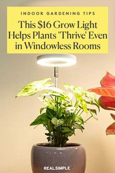 indoor gardening tips this $ 10 grow light helps plants'thre even in windowsills rooms