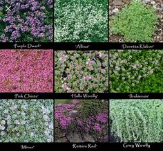 many different types of plants with names