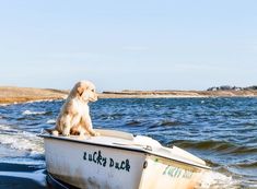 a dog sitting on top of a small boat in the water at the edge of the beach