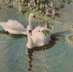 two white swans swimming in the water under a tree