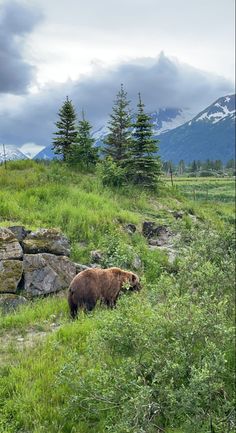 a brown bear walking across a lush green field next to rocks and trees with mountains in the background