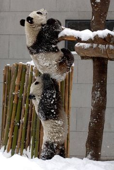 two panda bears are playing in the snow