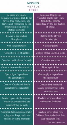 two different types of plants that are labeled in english and spanish, with the words mosss versus ferns