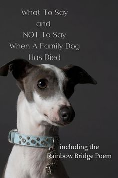 Dog Died Quotes Thoughts, Prayers For Dogs Passing, Prayer For Pet Passing, The Love Of A Dog Quotes, Condolences For Pets Dogs, When A Dog Dies Quotes, Prayer For Dog Passing, Run Free In Heaven Dog Quotes, What To Say When Someone Loses A Pet