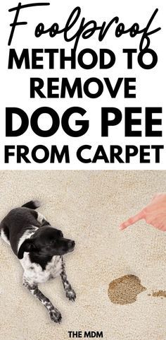 a black and white dog laying on top of a carpet