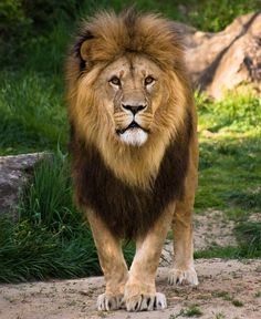 a large lion walking across a lush green field