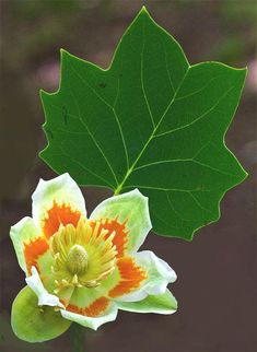 an orange and white flower with green leaves