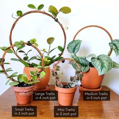 three potted plants on a table with labels describing the different types of pots and how to use them