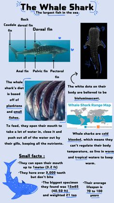 an info sheet describing the different types of sharks in the ocean and how they can be found