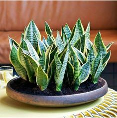 a potted plant sitting on top of a table