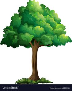 a green tree on a white background