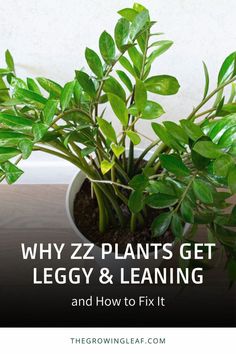 a potted plant with the title why zz plants get leggy and leang and how to fix it