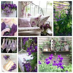 a collage of photos with purple flowers